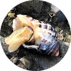 馬蹄螺