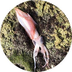 短角真烏賊